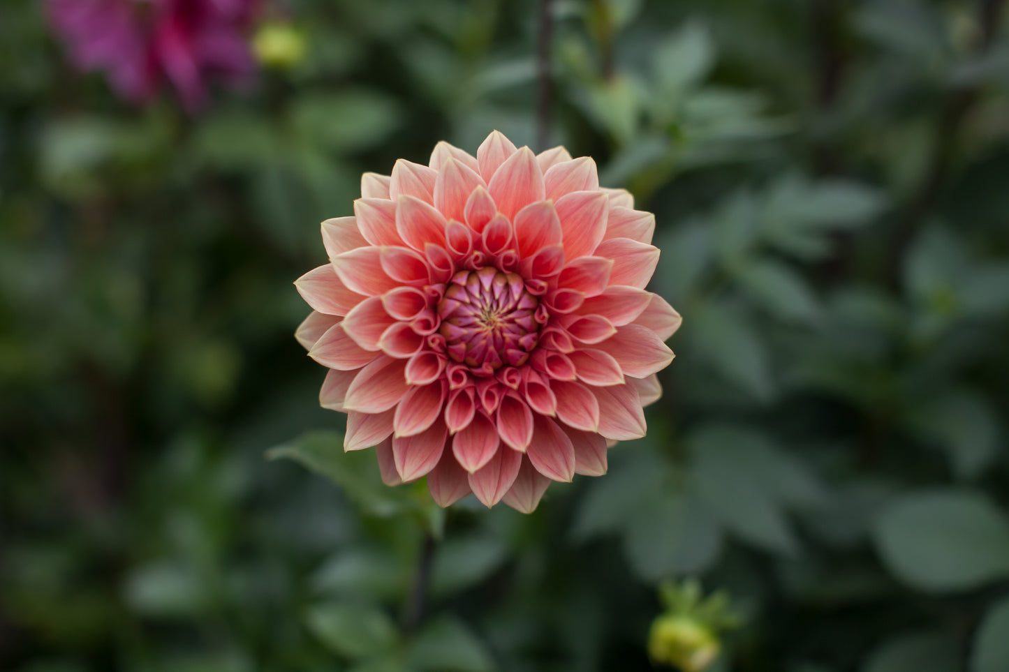 Hy Patti Dahlia