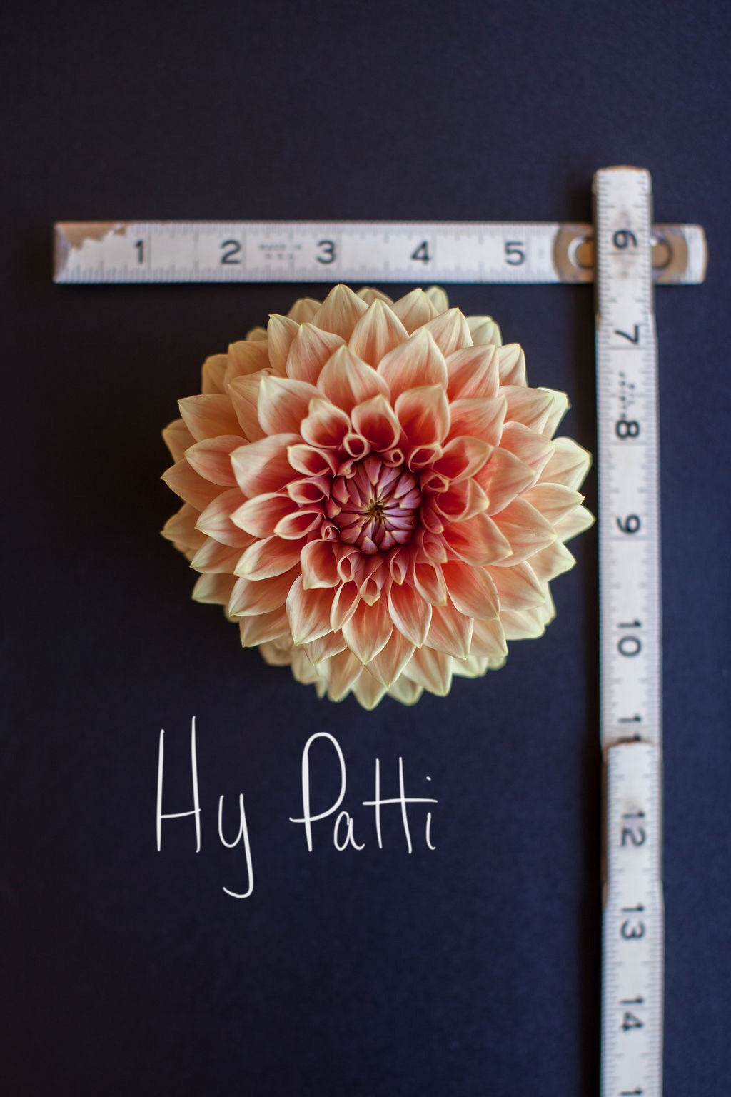 Hy Patti Dahlia