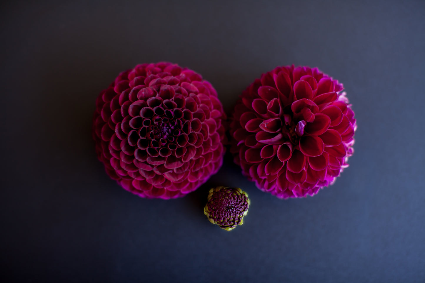 Ivanetti Dahlia