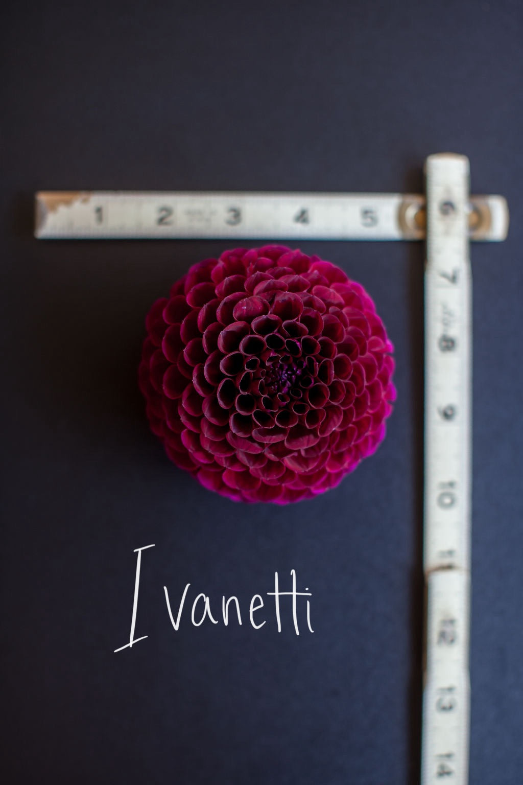 Ivanetti Dahlia