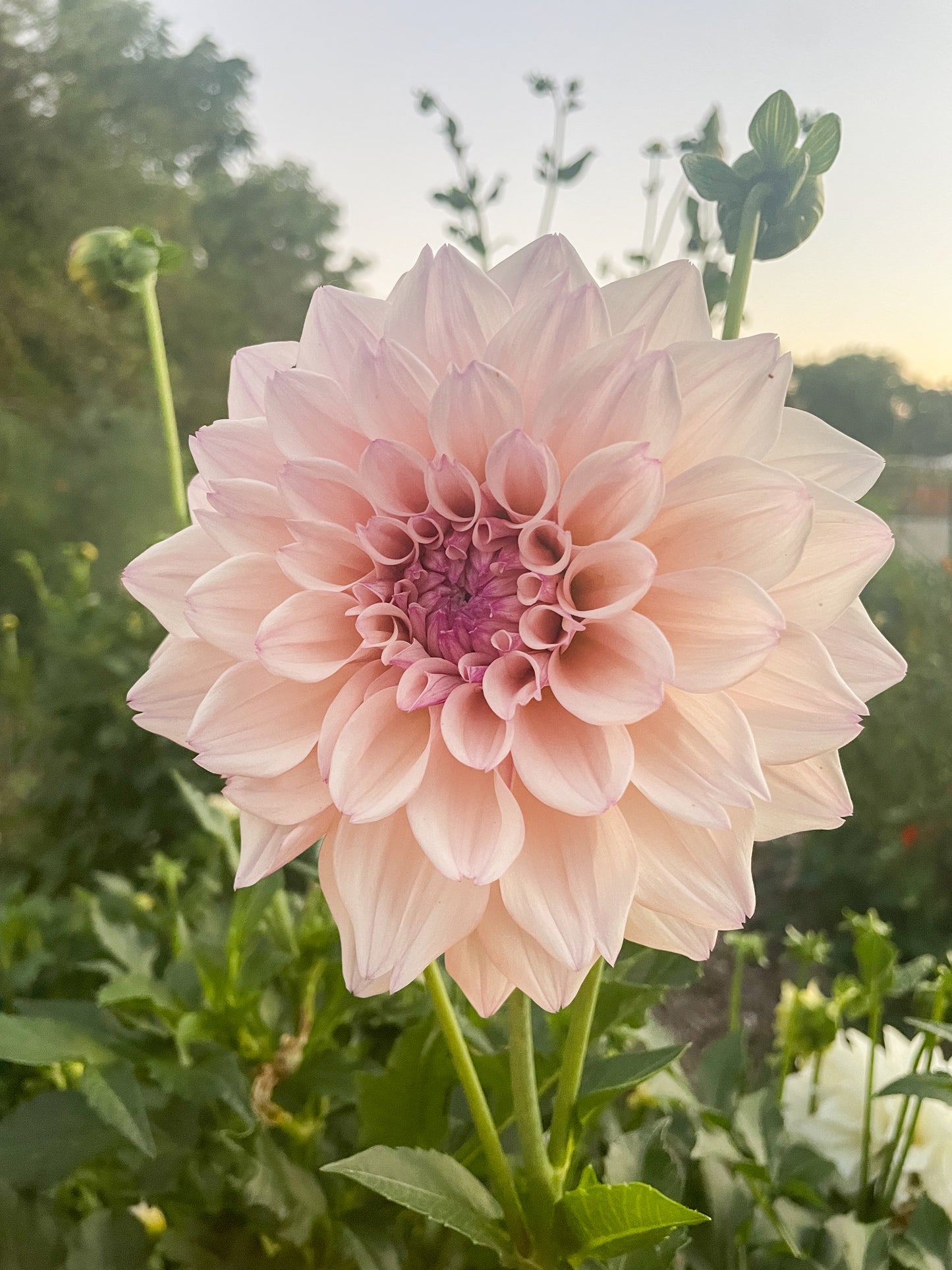 KA's® Pearl Dahlia