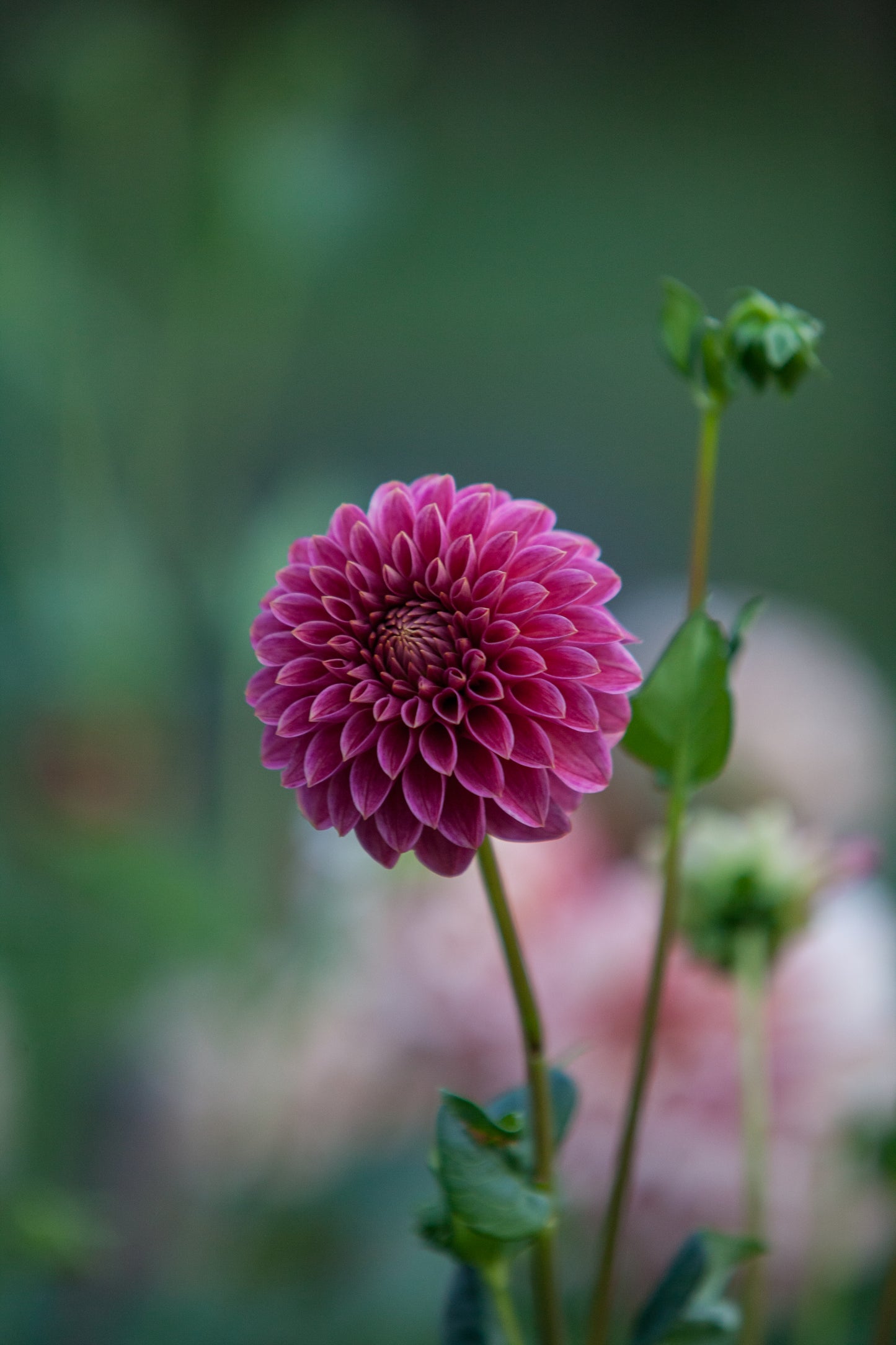 KA's® Rosie Jo Dahlia