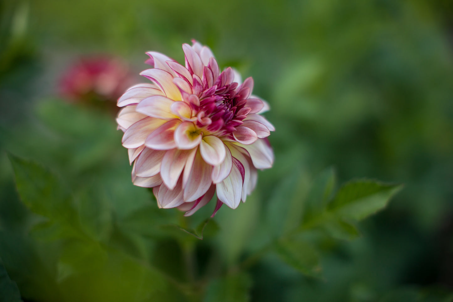 KA's® Mocha Katie Dahlia