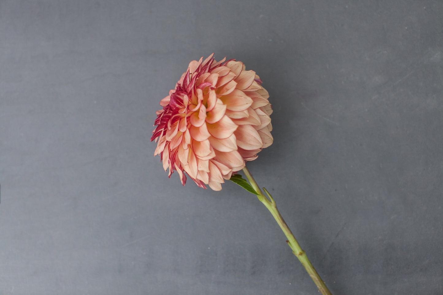 KA's® Mocha Katie Dahlia