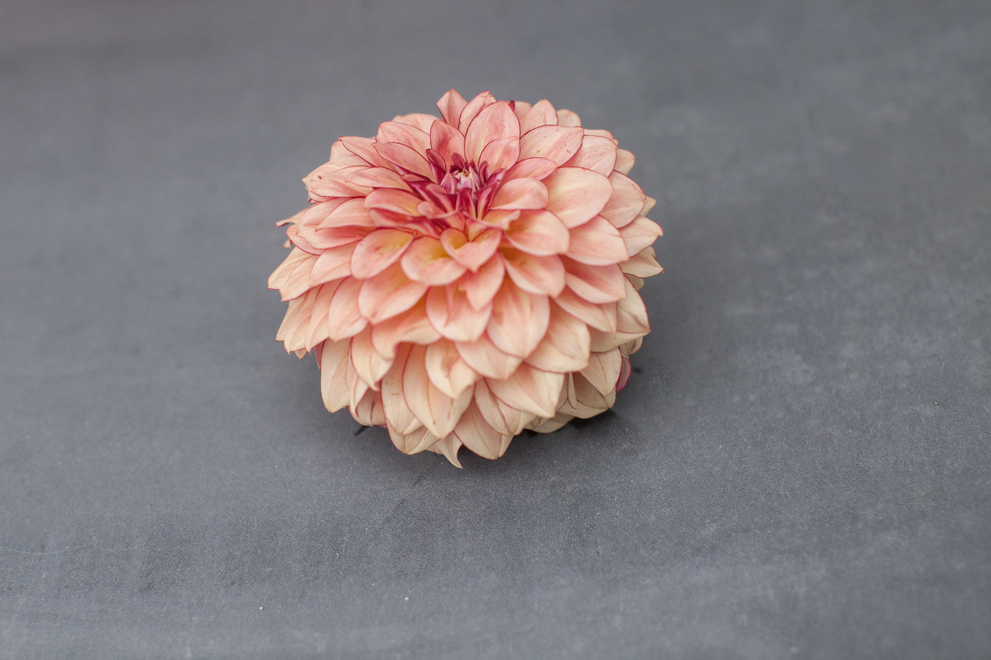 KA's® Mocha Katie Dahlia