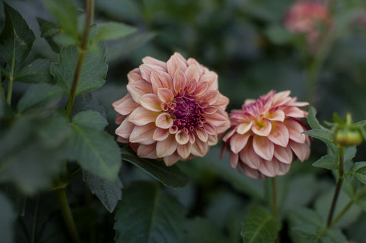KA's® Mocha Katie Dahlia