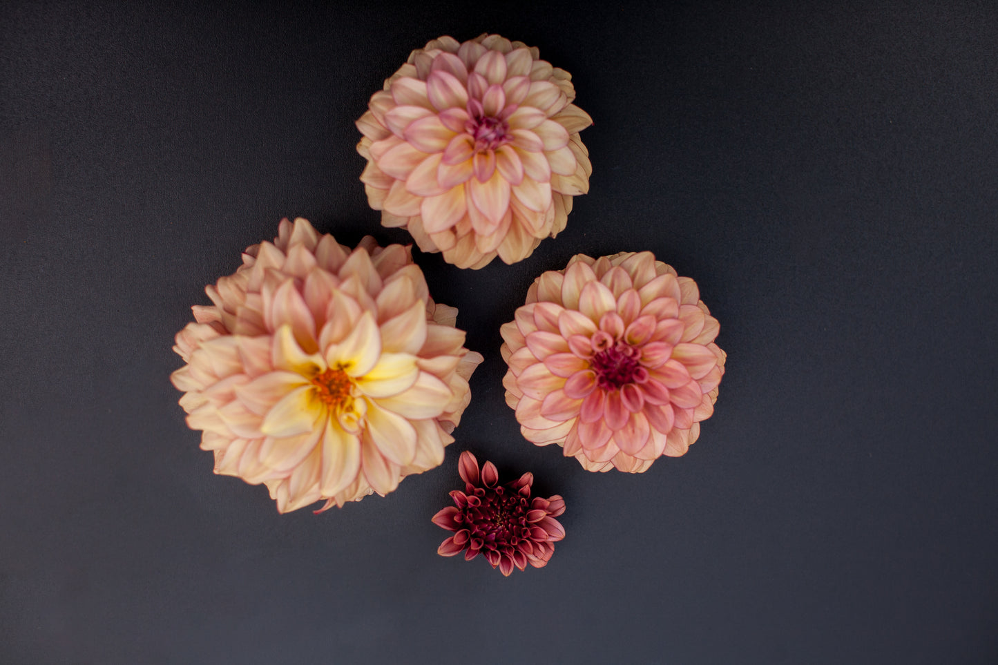 KA's® Mocha Katie Dahlia