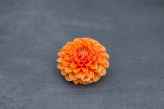Maarn Dahlia