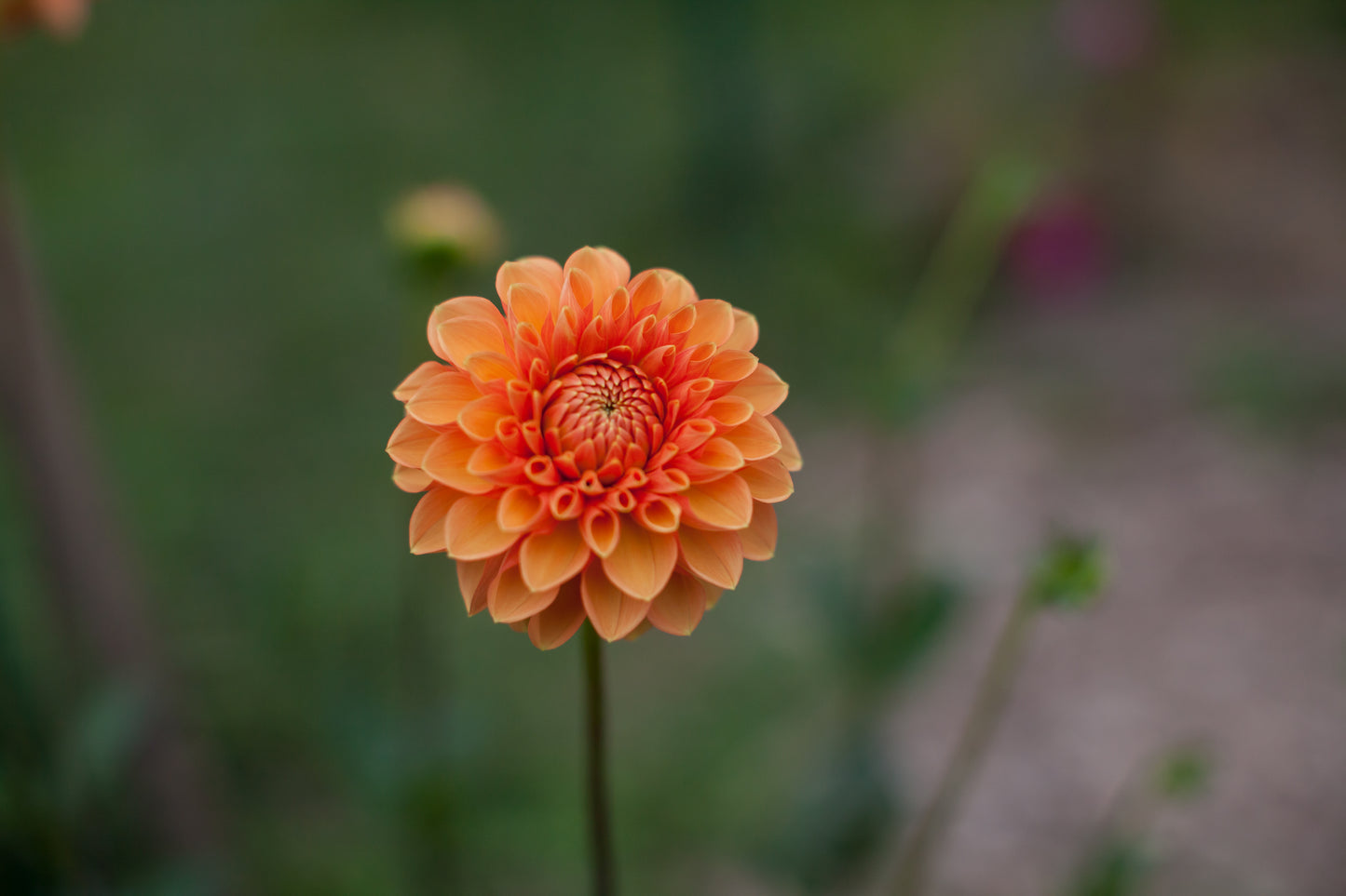 Maarn Dahlia
