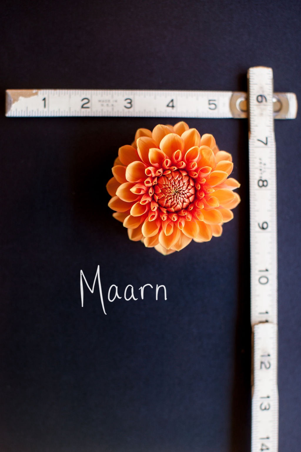 Maarn Dahlia