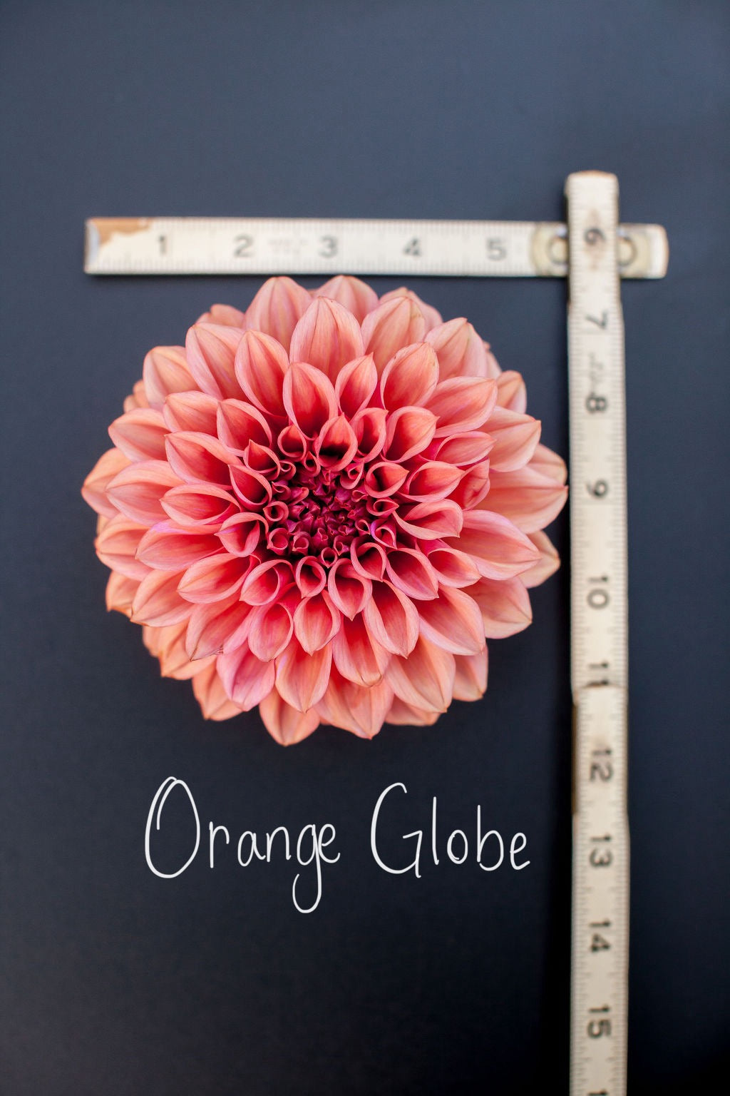 Orange Globe Dahlia