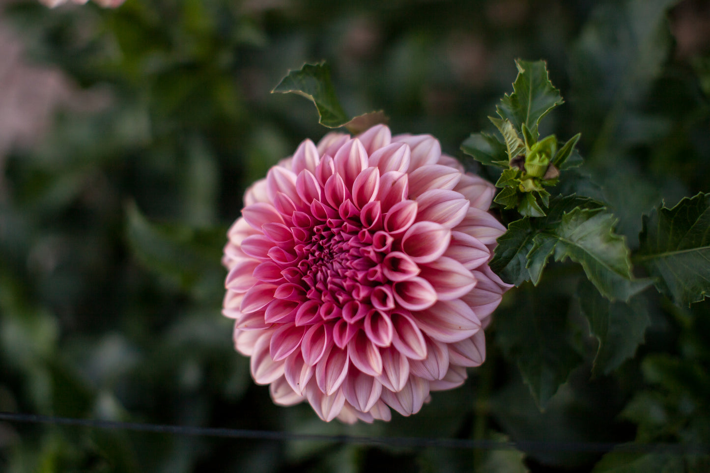 Orange Globe Dahlia