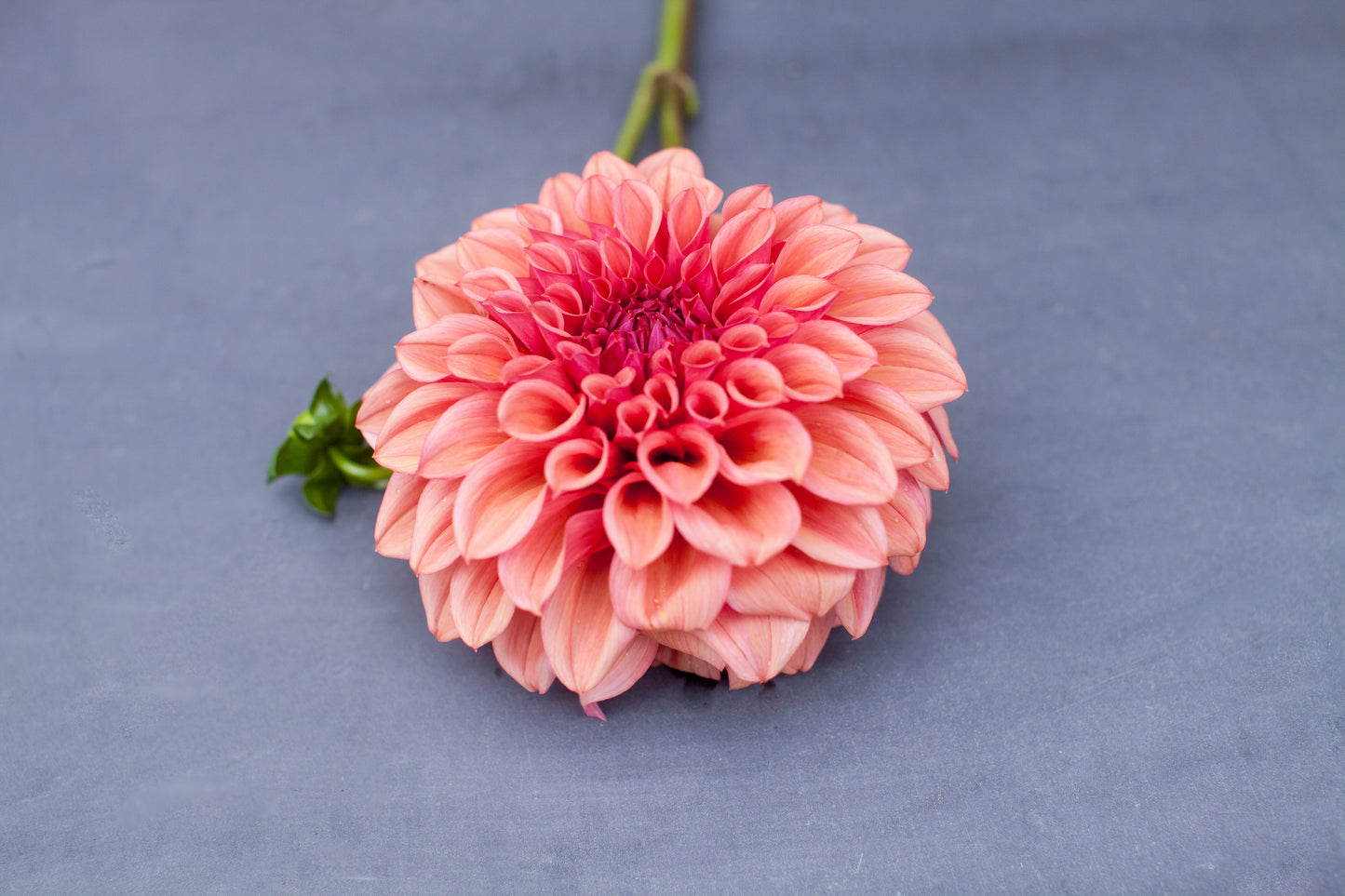 Orange Globe Dahlia