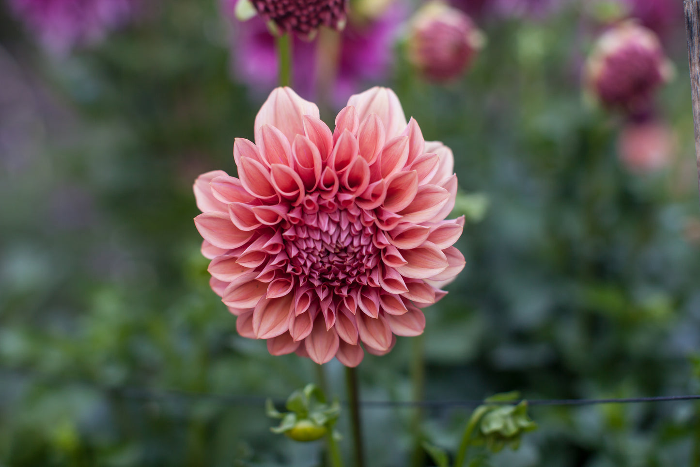 Orange Globe Dahlia