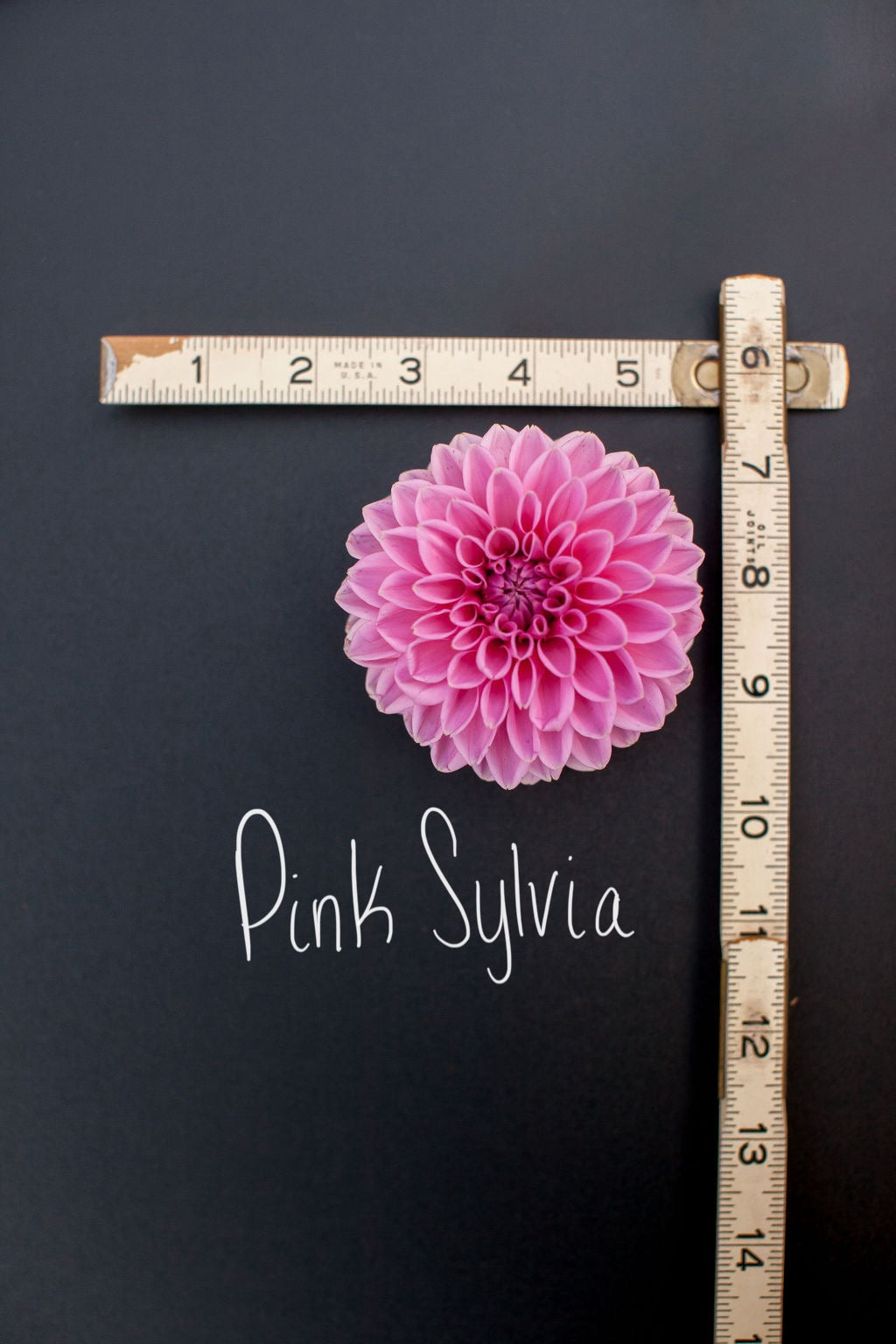 Pink Sylvia Dahlia