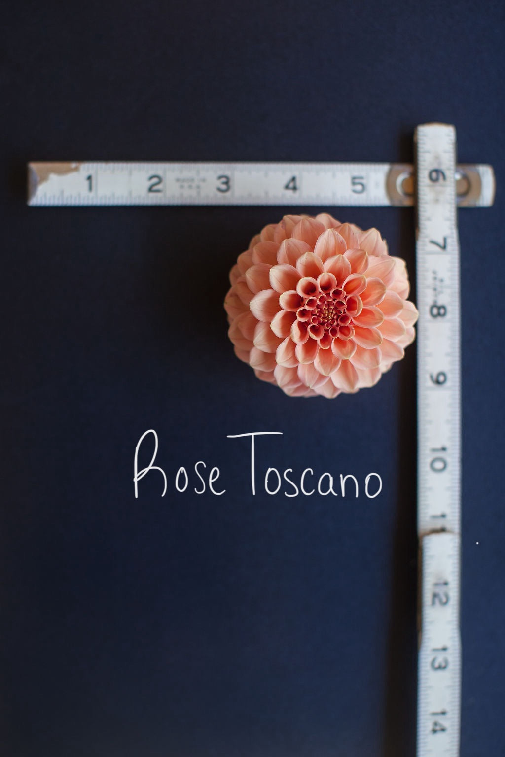 Rose Toscano Dahlia