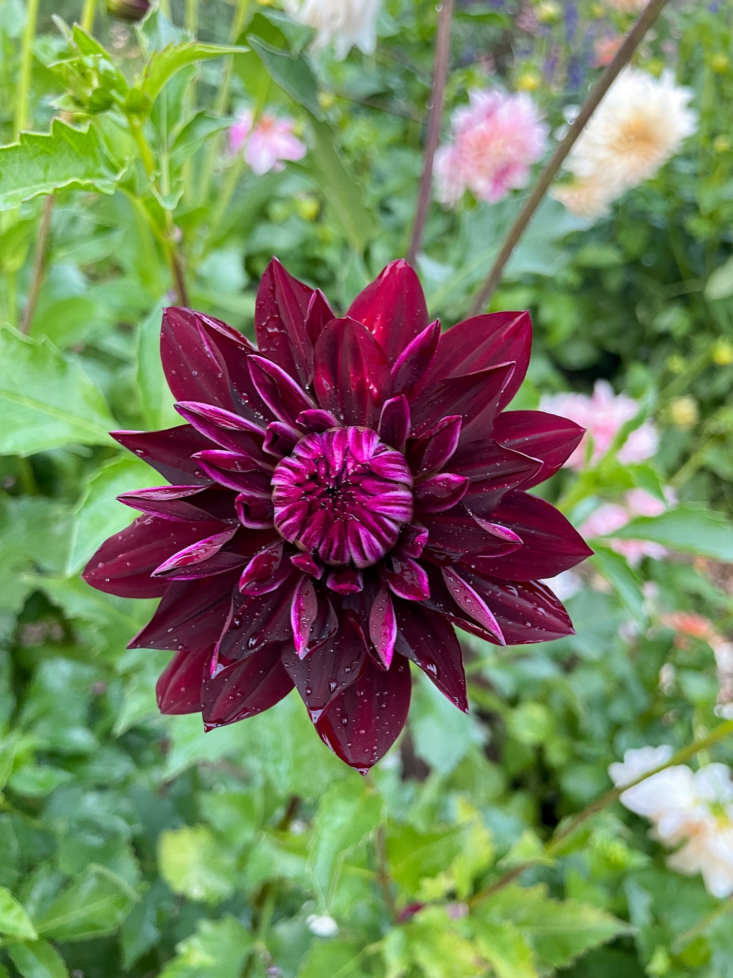 Rip City Dahlia