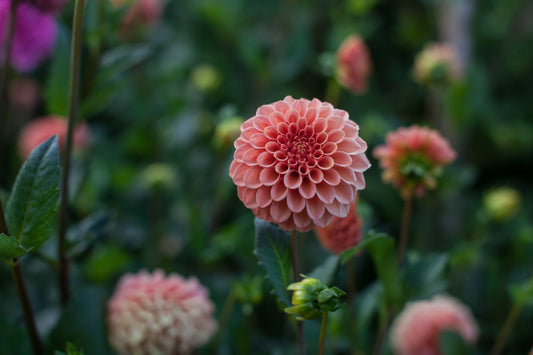 Rose Toscano Dahlia