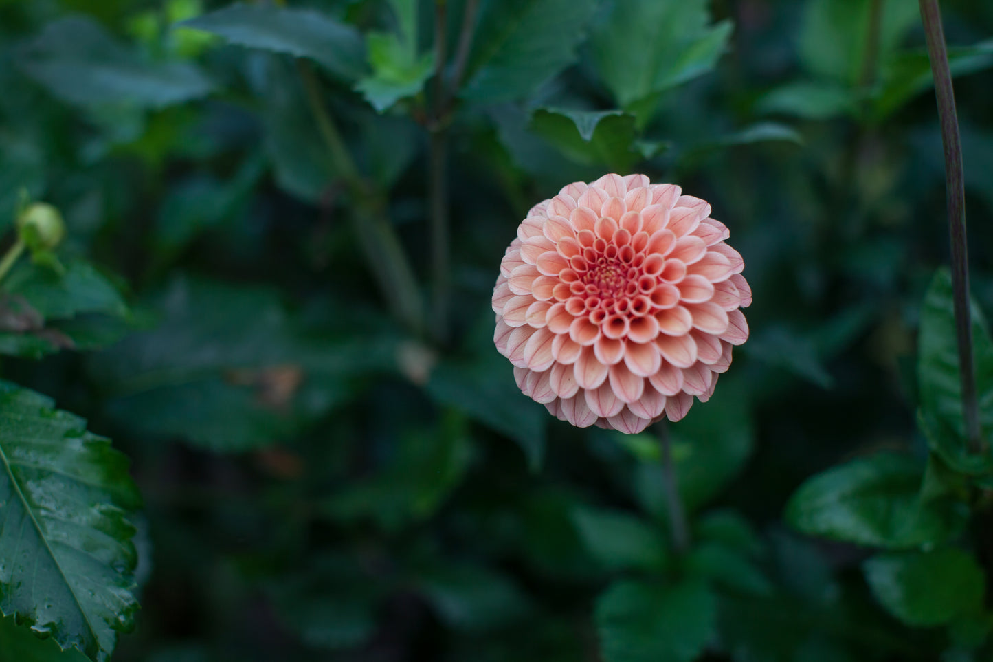 Rose Toscano Dahlia