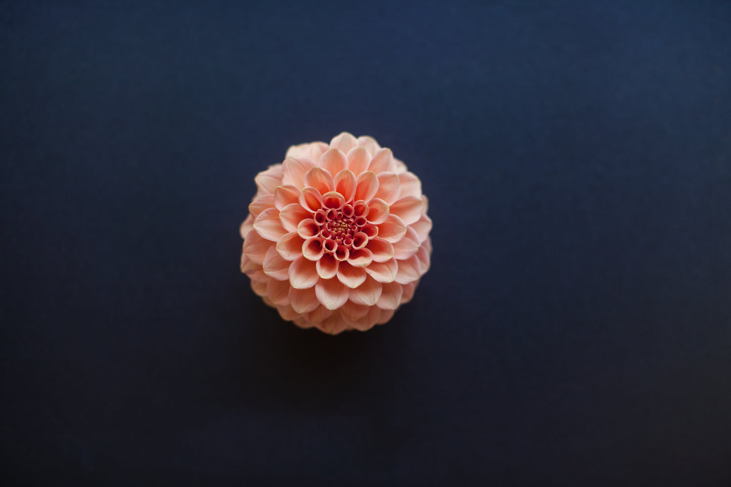 Rose Toscano Dahlia