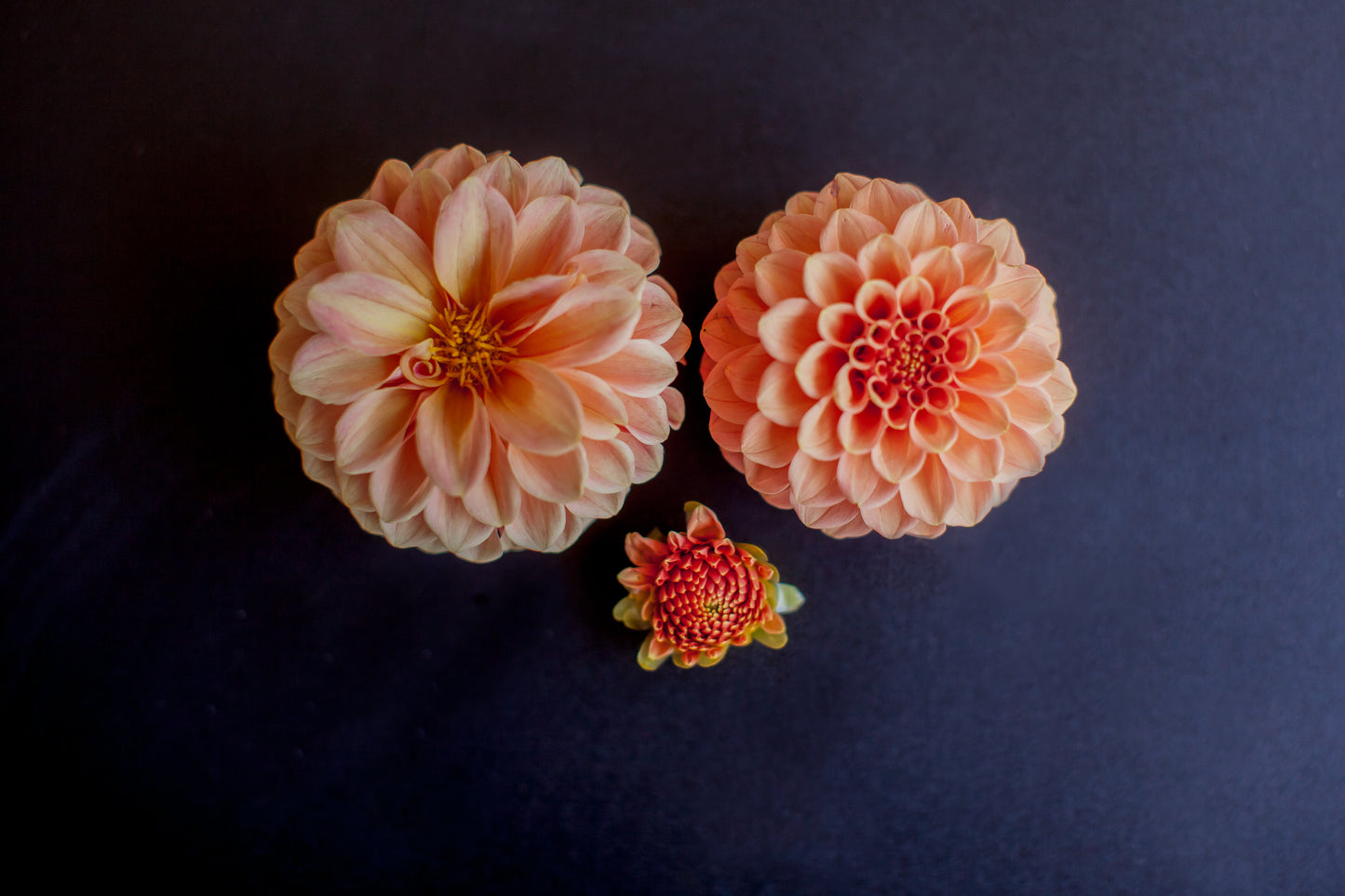 Rose Toscano Dahlia