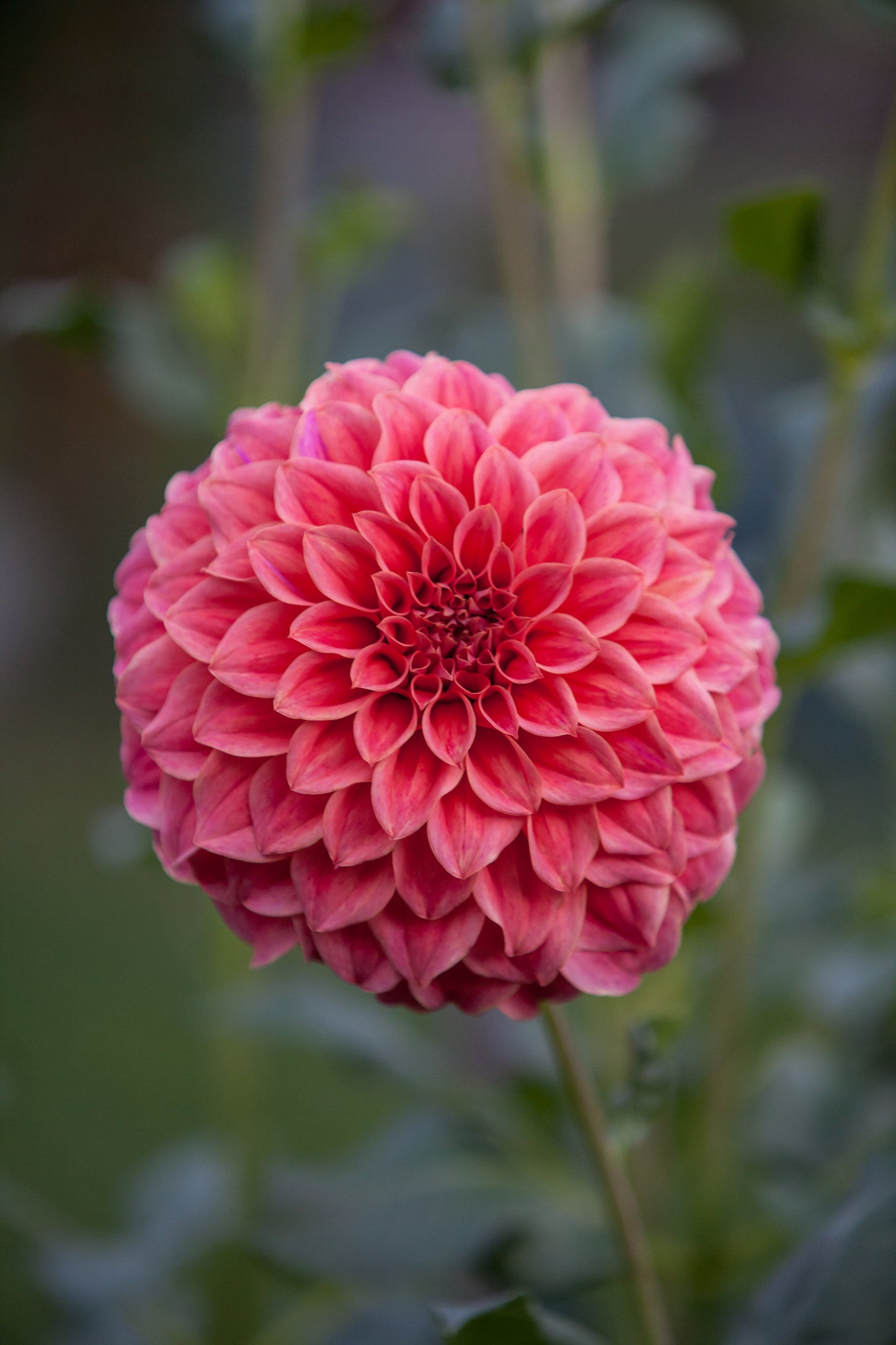 Sylvia Craig Hunter Dahlia
