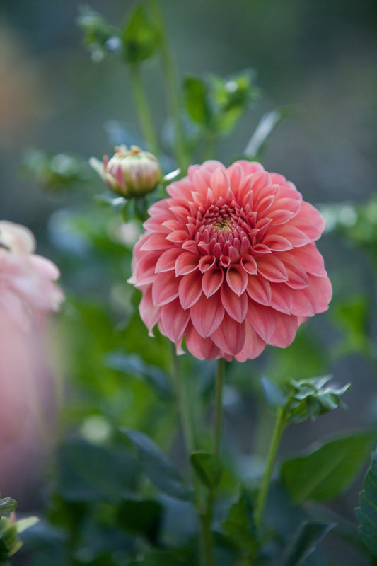 Sylvia Craig Hunter Dahlia