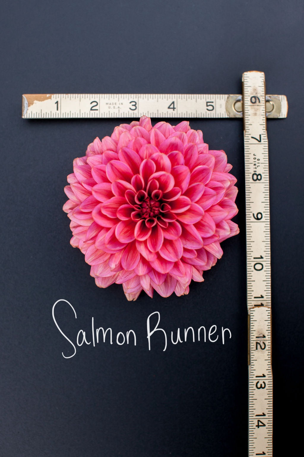 Salmon Runner Dahlia