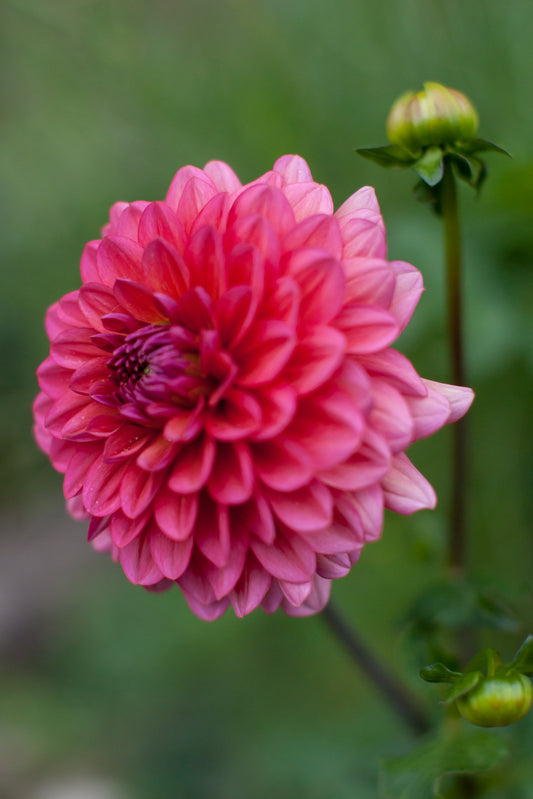 Salmon Runner Dahlia