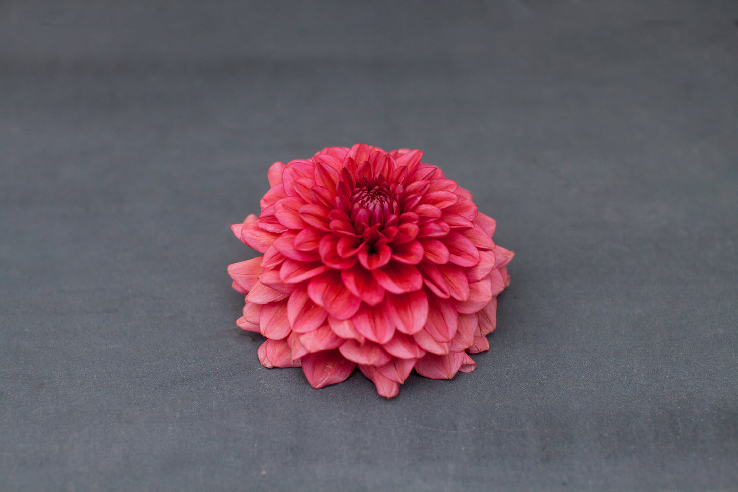 Salmon Runner Dahlia