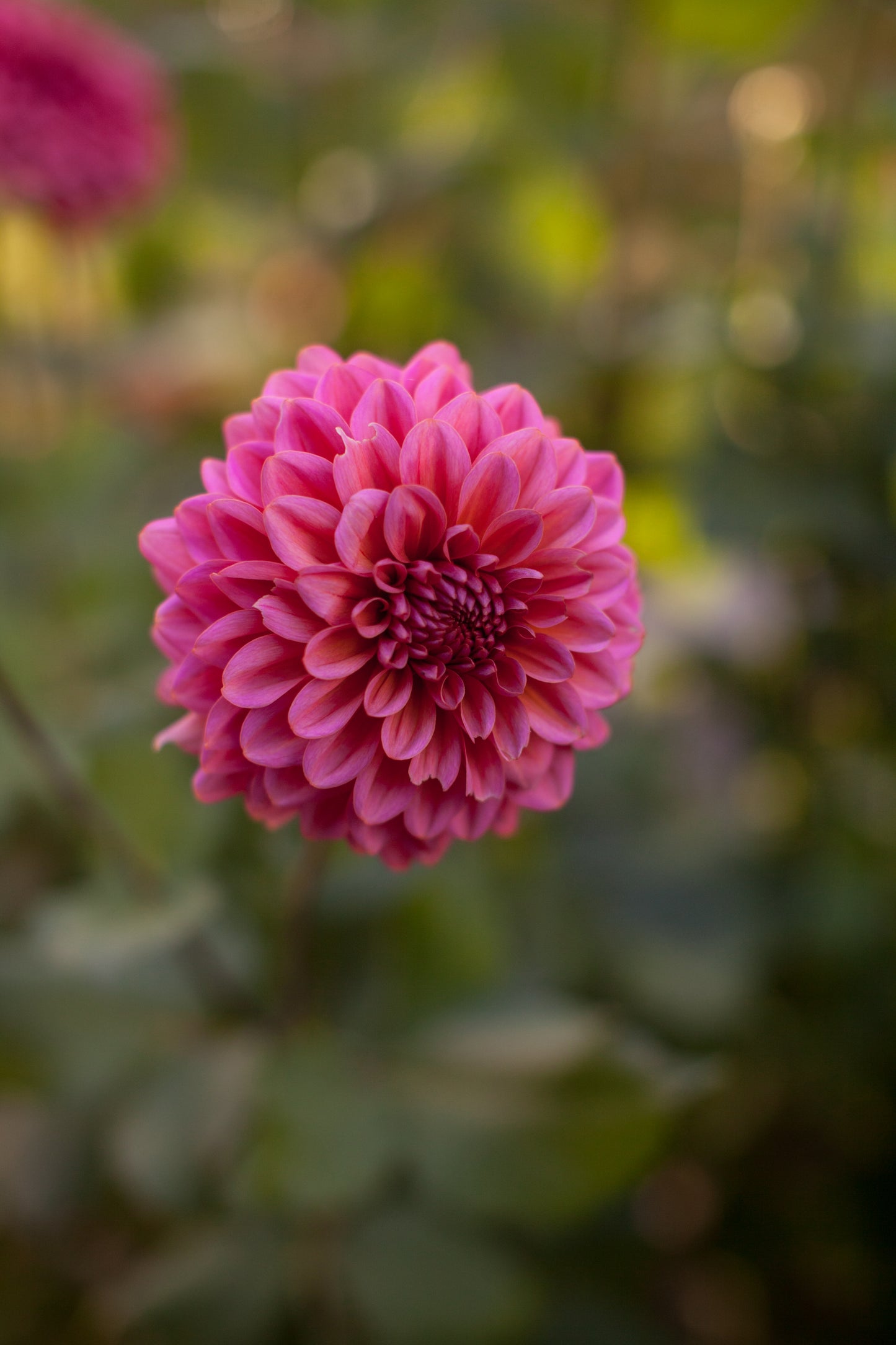 Salmon Runner Dahlia