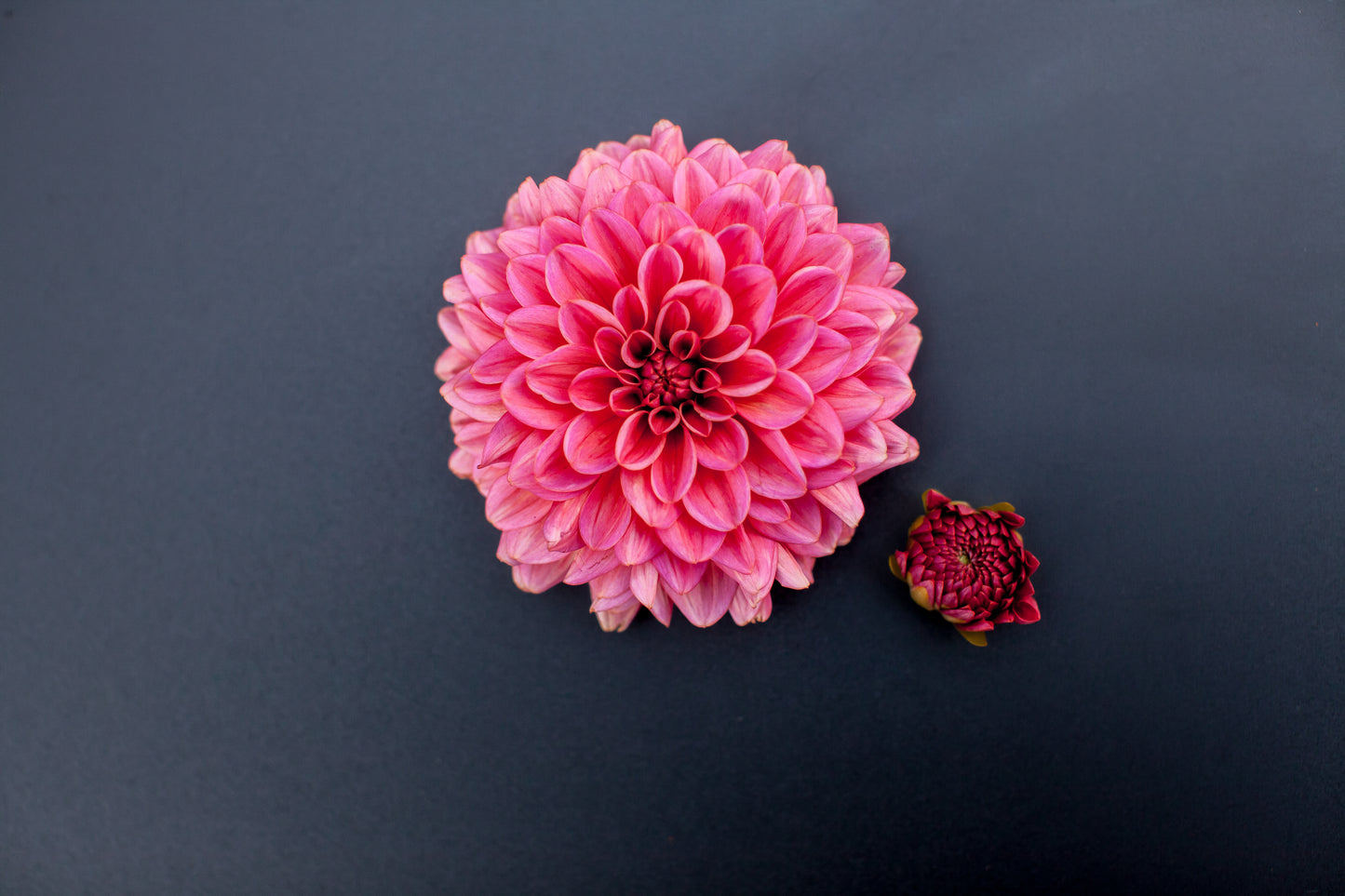 Salmon Runner Dahlia