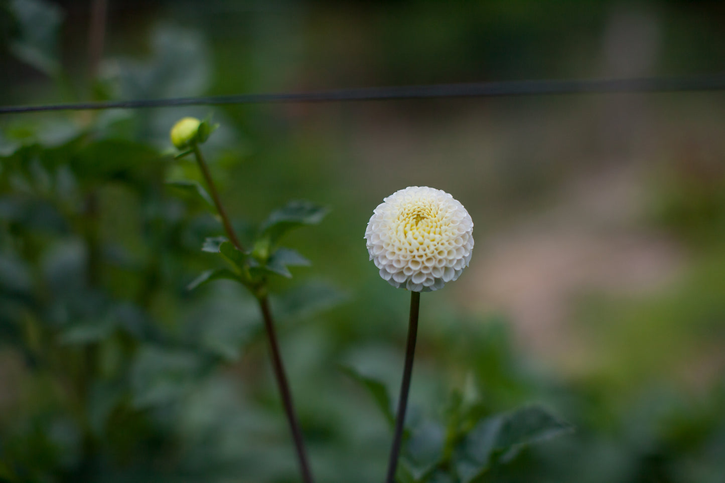 Small World Dahlia