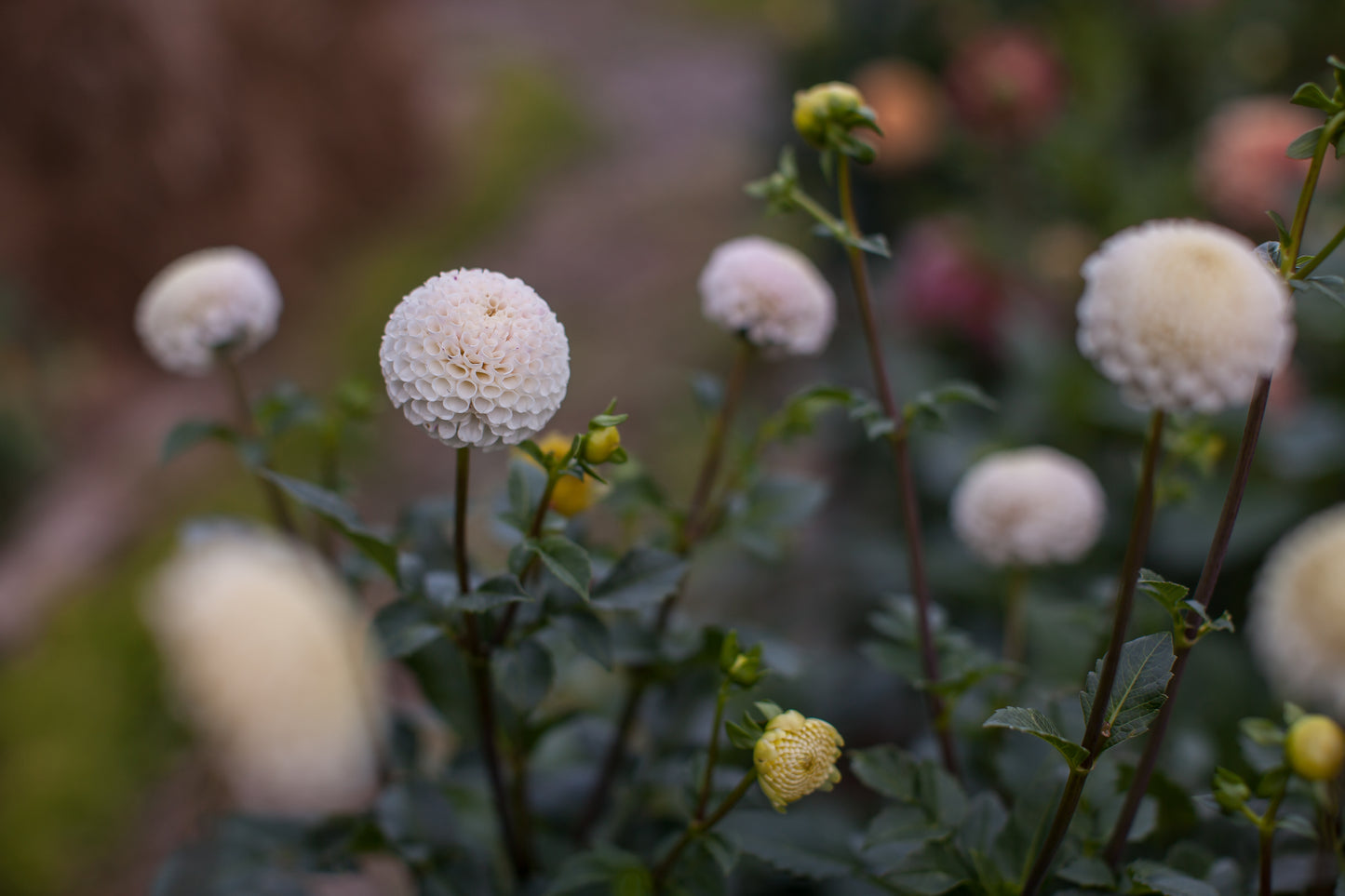 Small World Dahlia