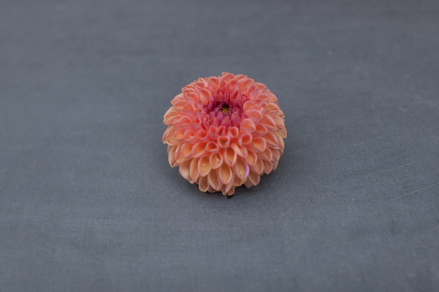 Snoho Jo Jo Dahlia