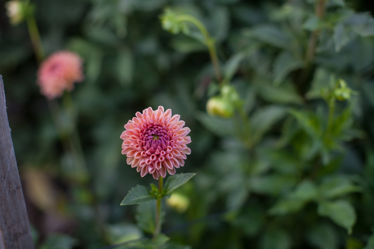 Snoho Jo Jo Dahlia