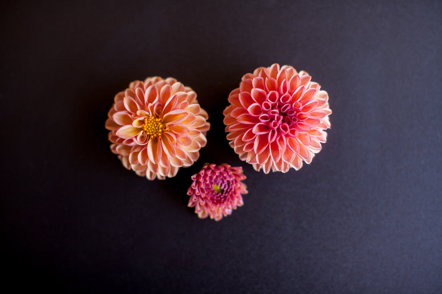 Snoho Jo Jo Dahlia
