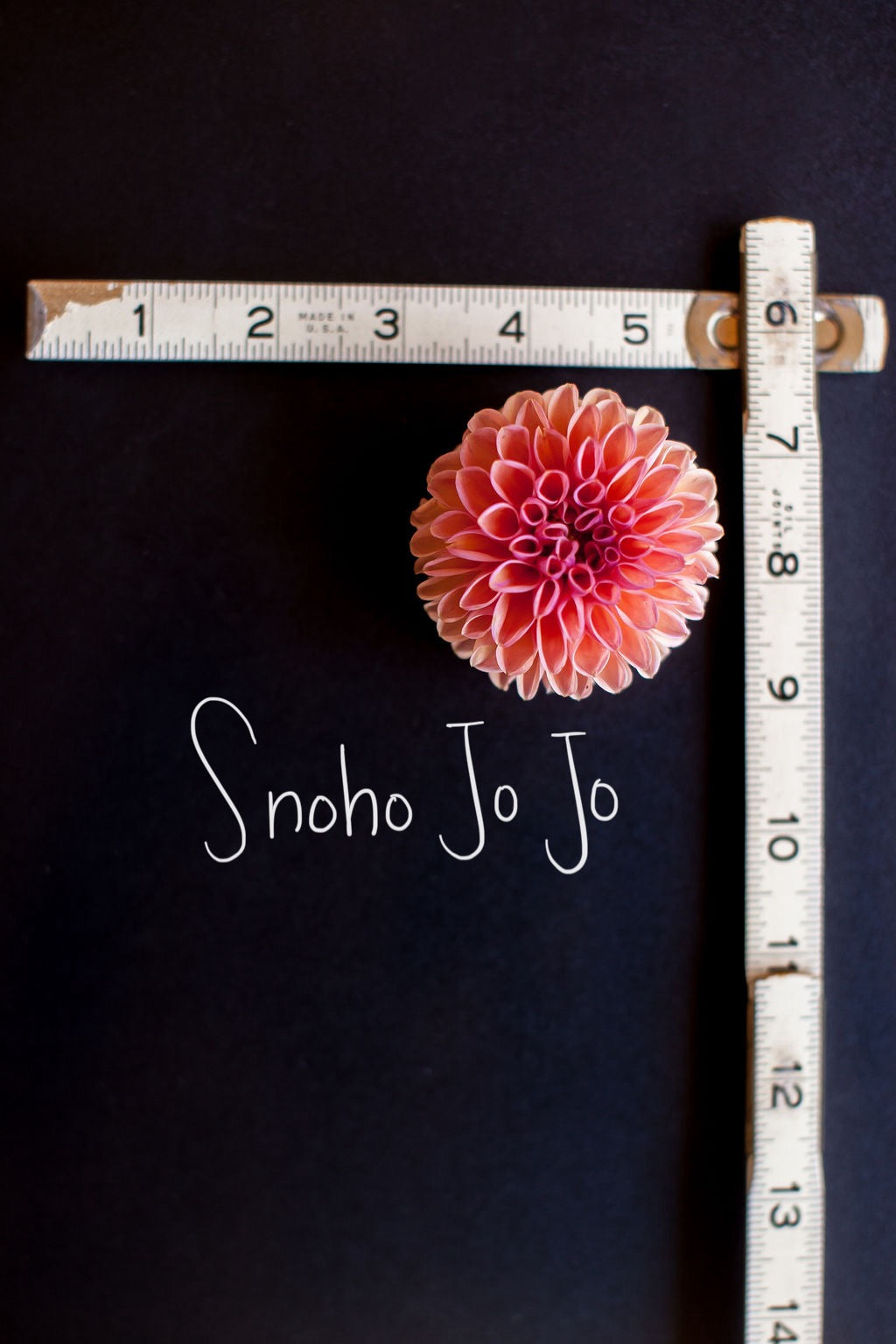 Snoho Jo Jo Dahlia