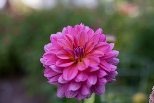 Southern Belle Dahlia
