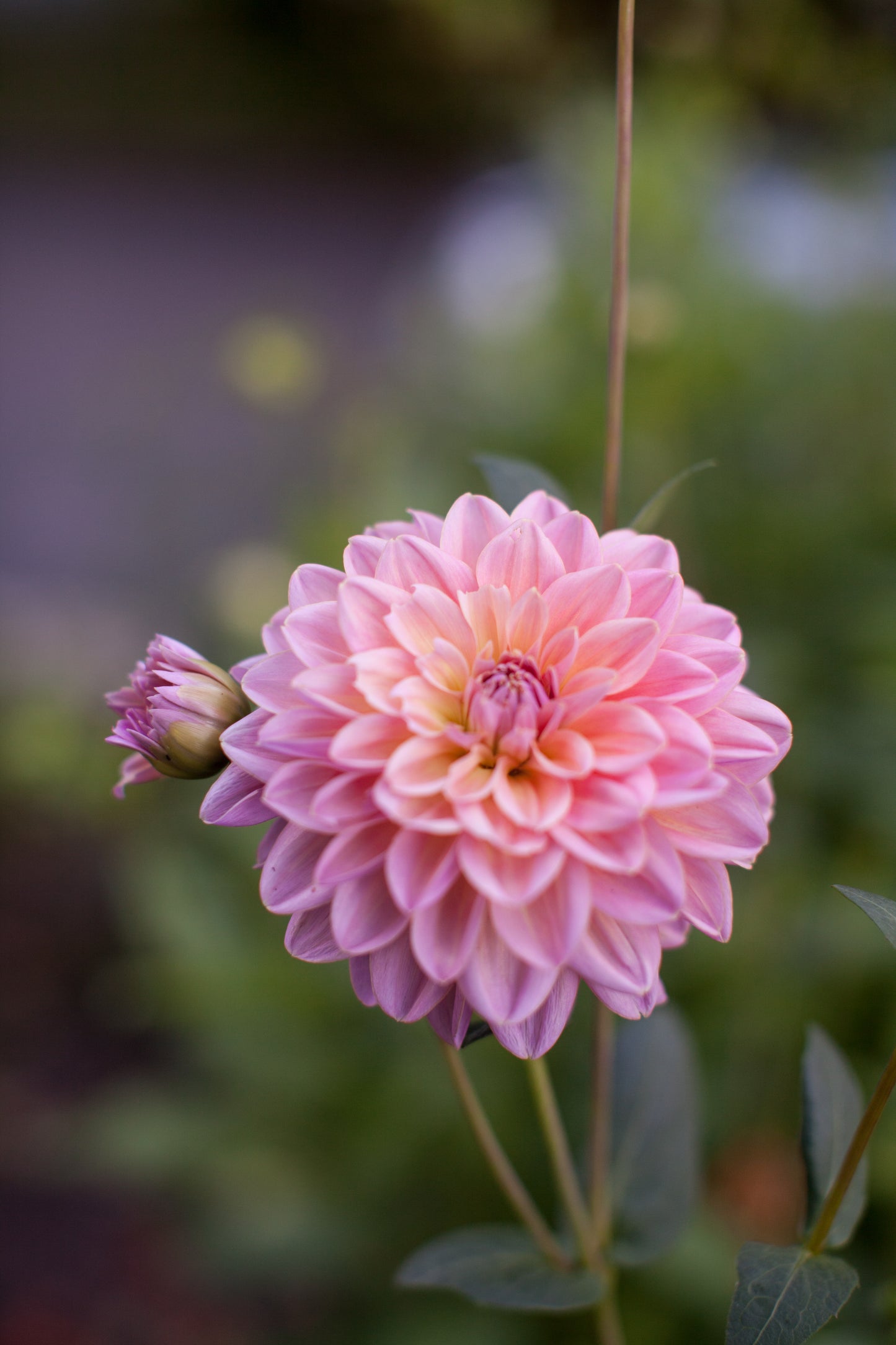 Southern Belle Dahlia