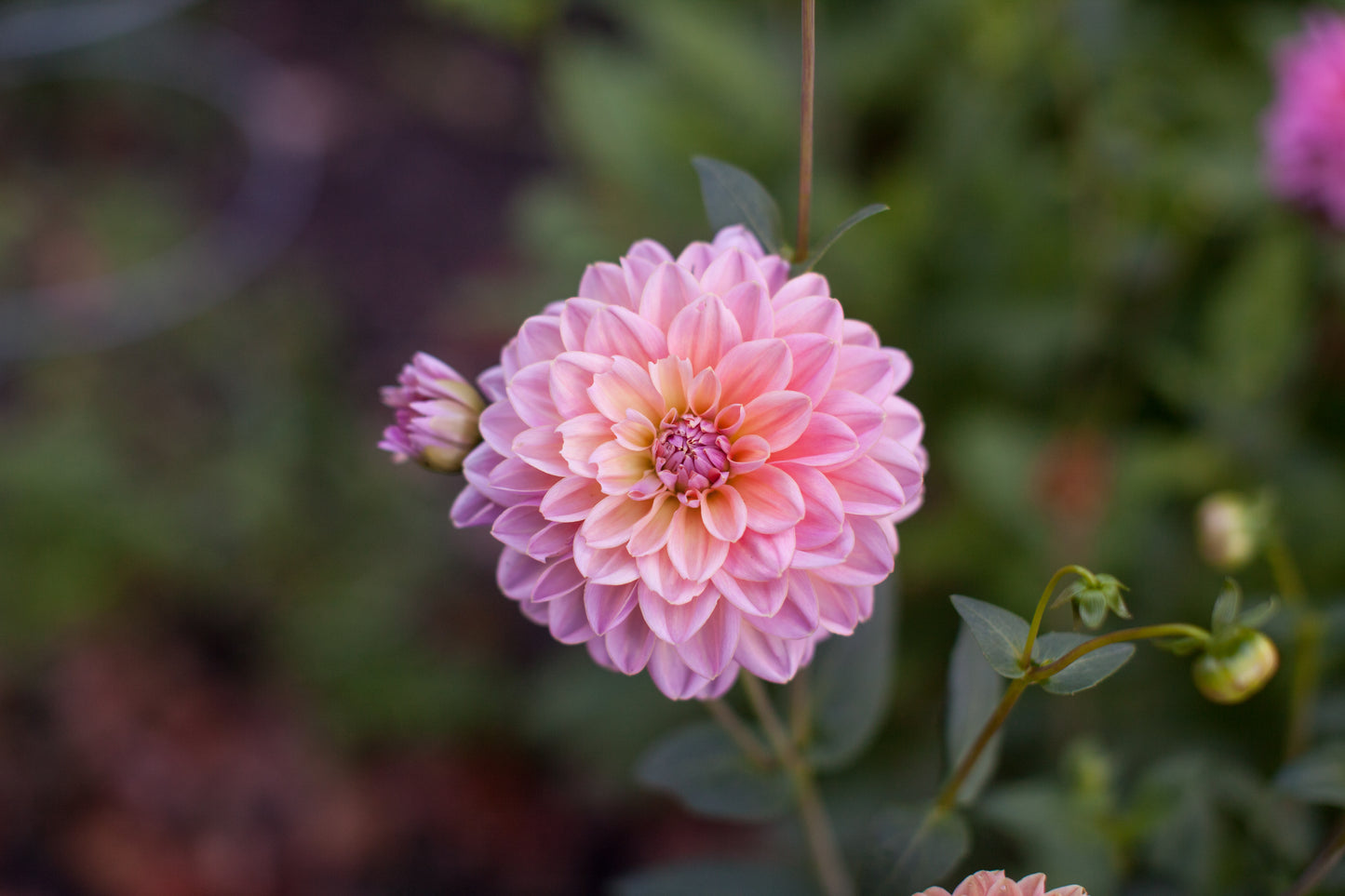 Southern Belle Dahlia
