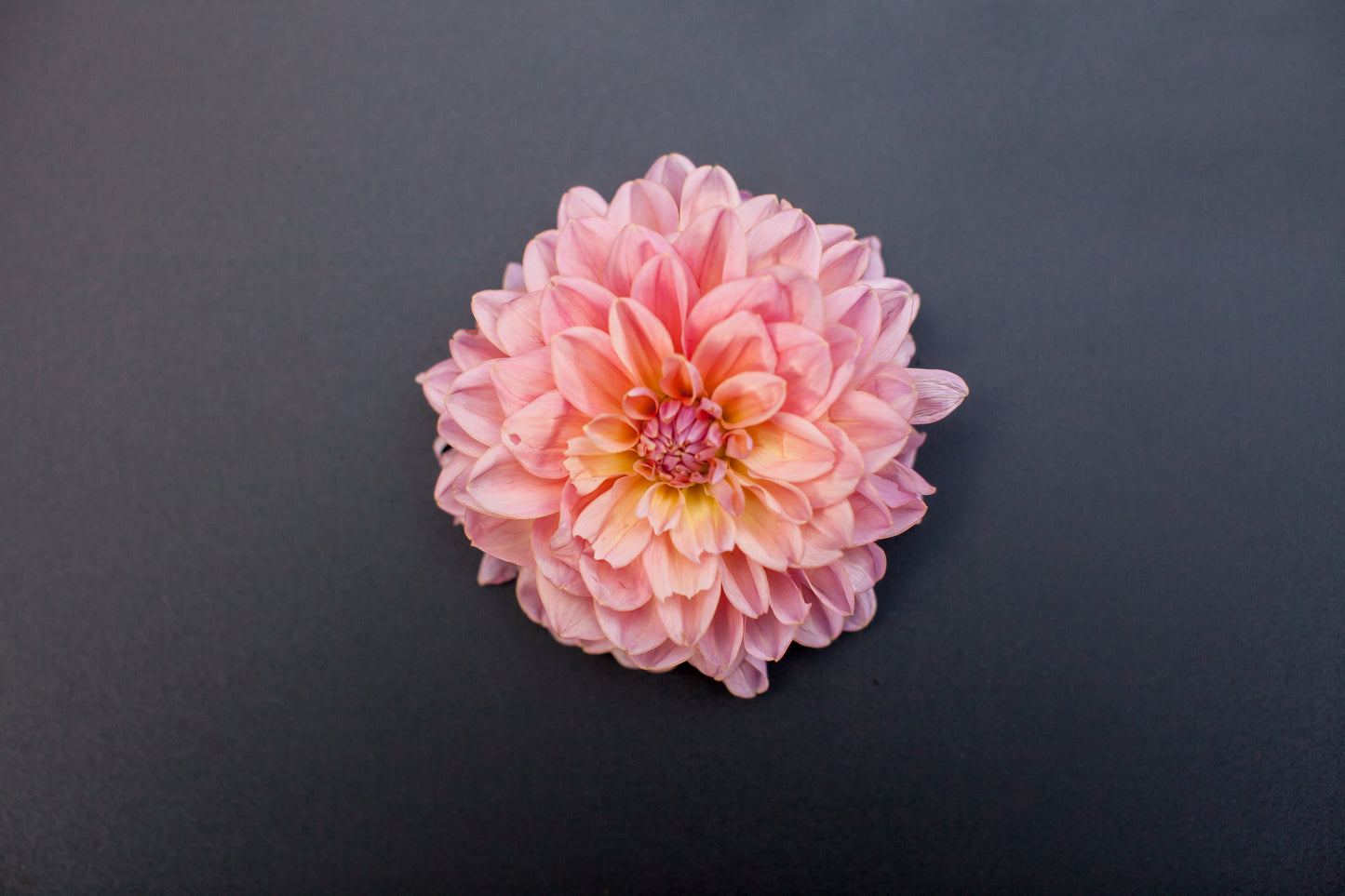 Southern Belle Dahlia