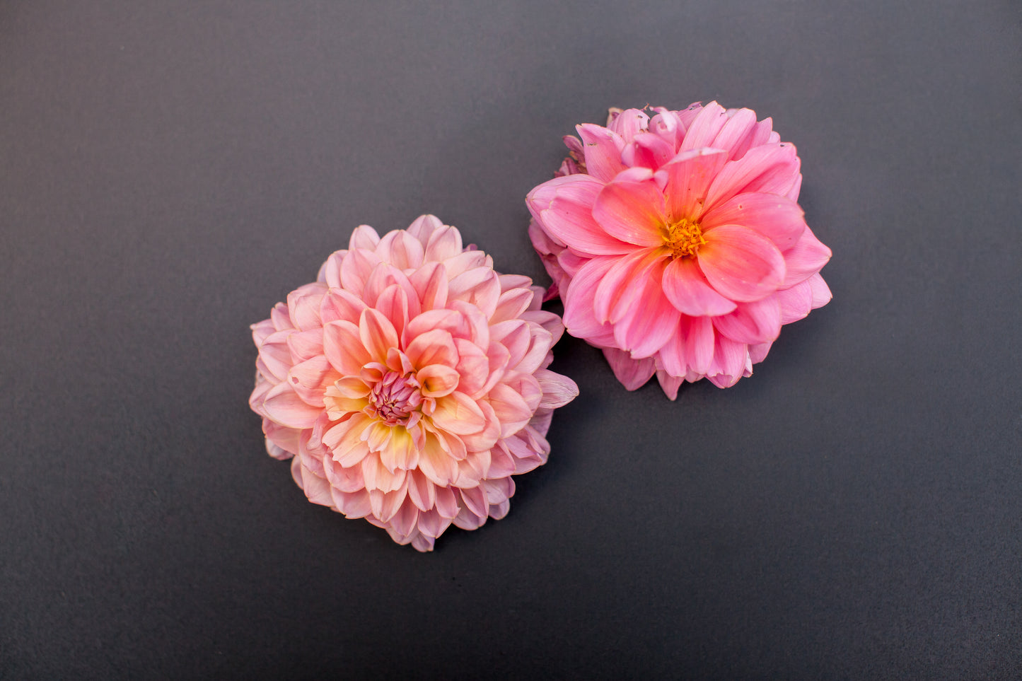 Southern Belle Dahlia