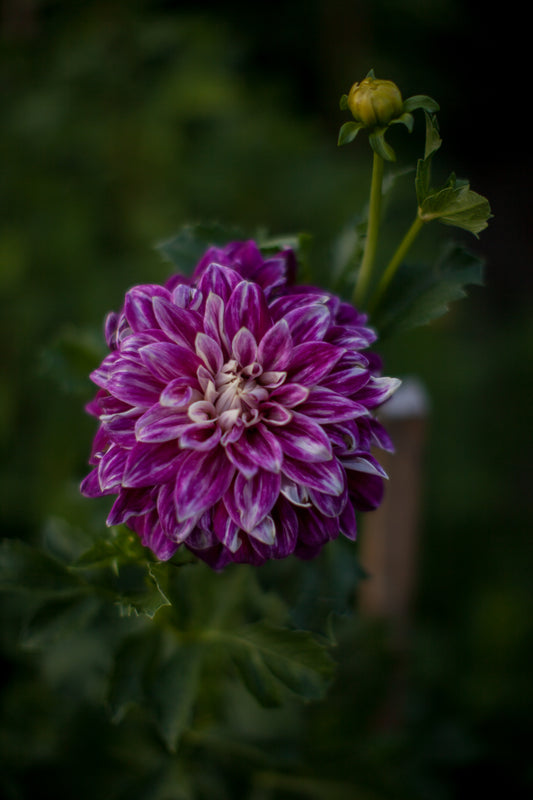 Uncle B's Dahlia