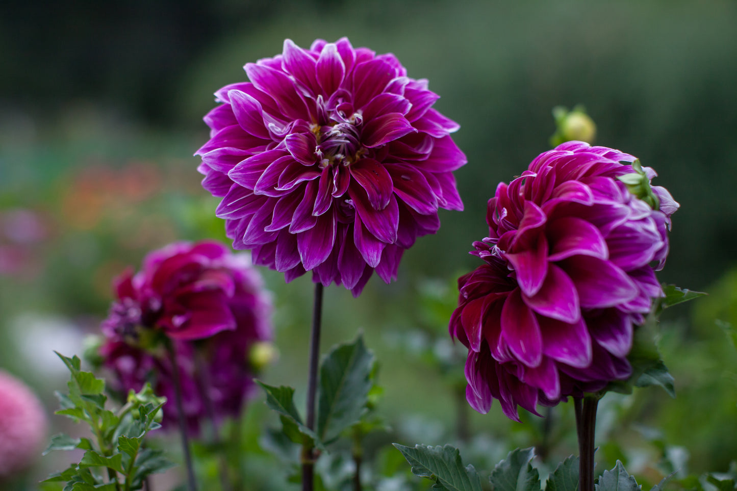Uncle B's Dahlia