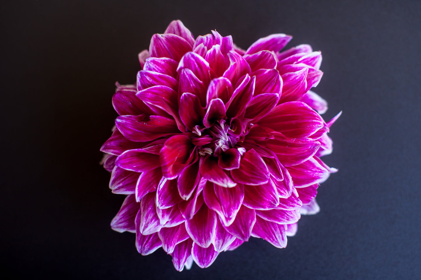 Uncle B's Dahlia