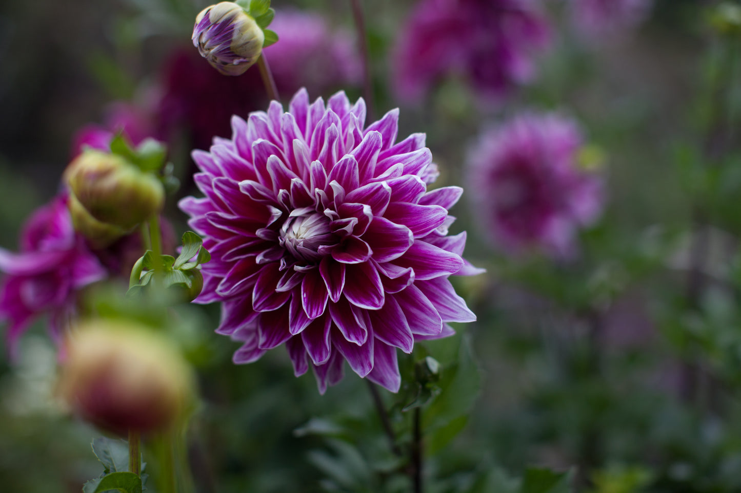 Uncle B's Dahlia