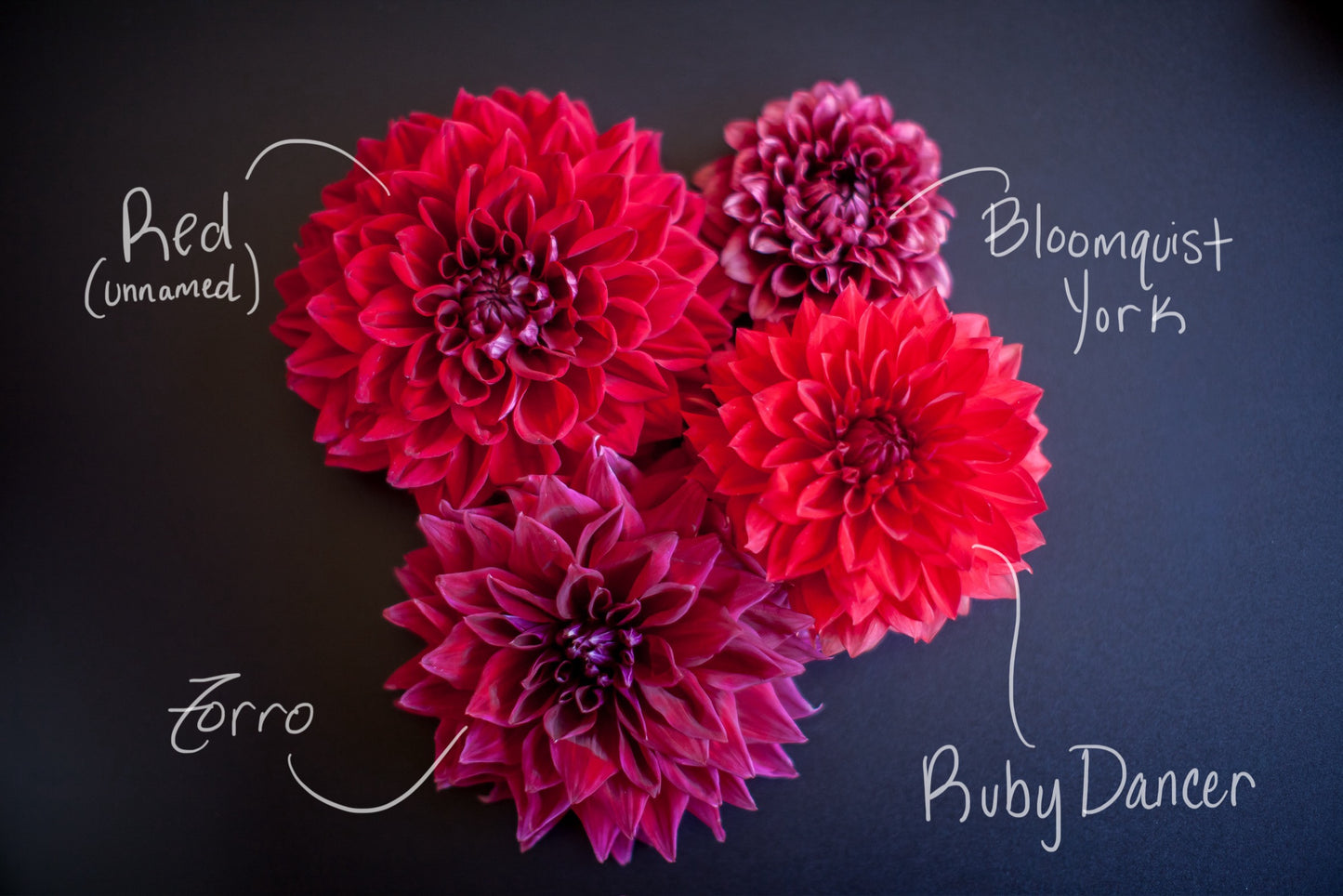 Bloomquist York Dahlia