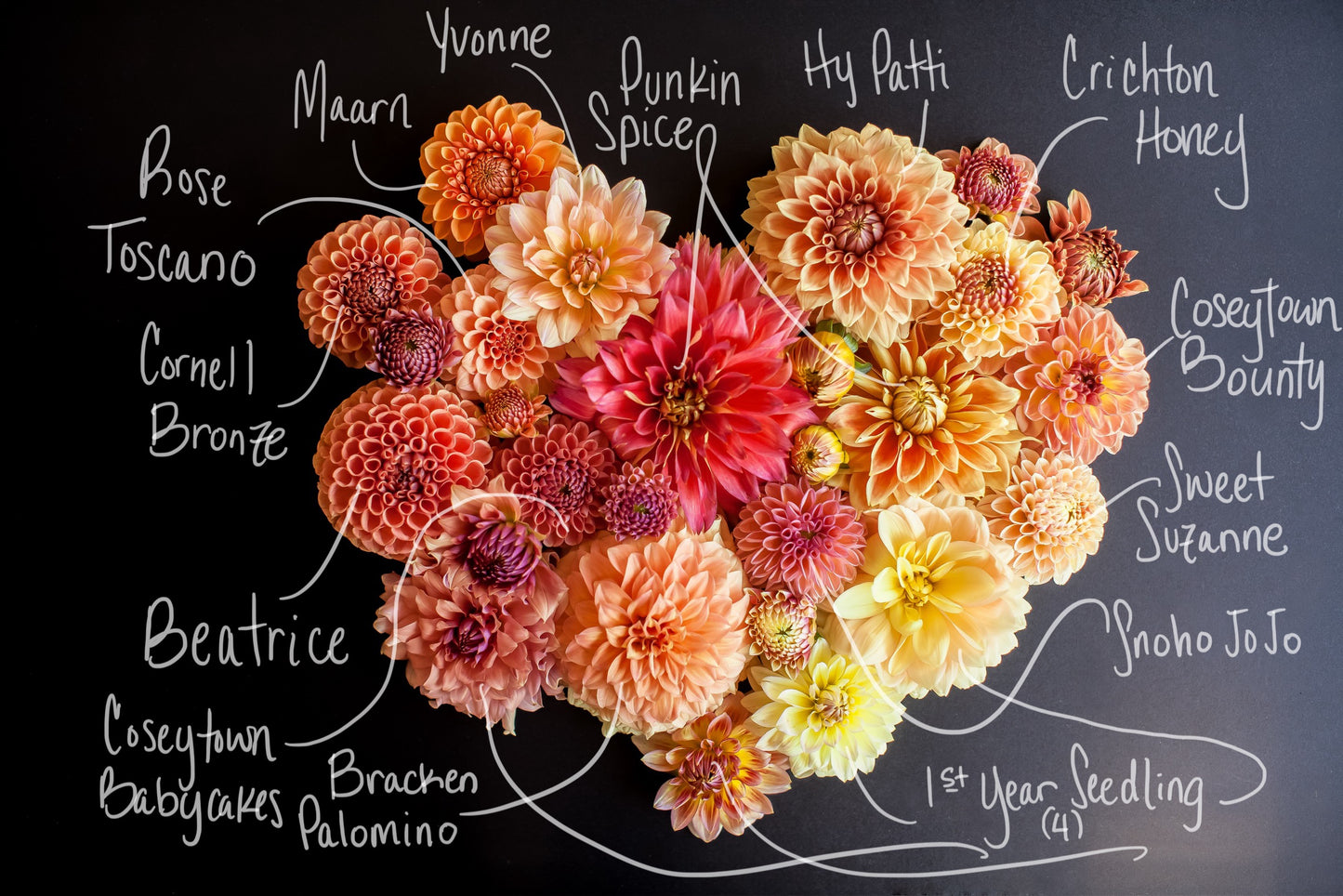 Crichton Honey Dahlia