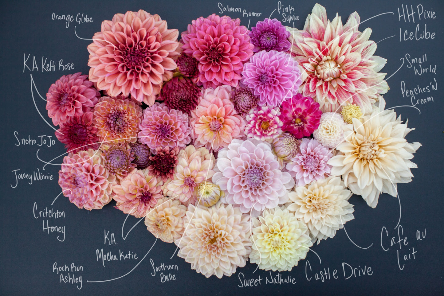 Southern Belle Dahlia